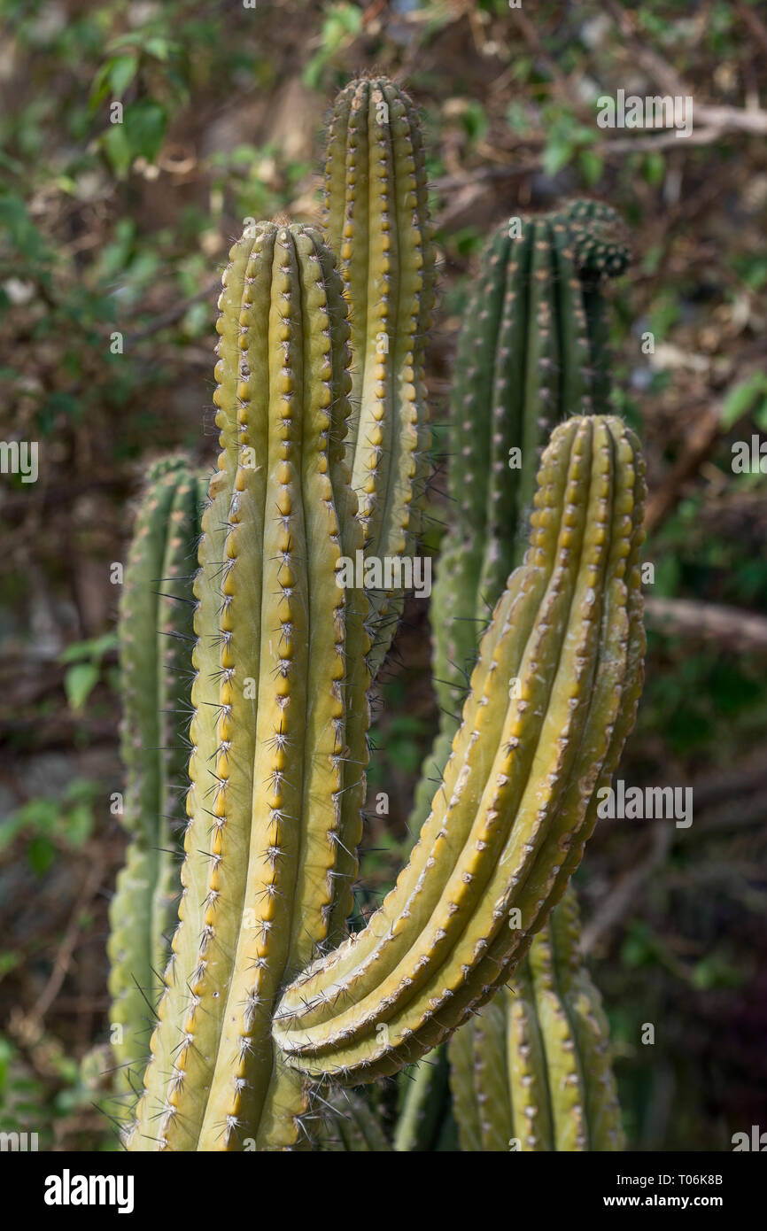 Few spiky Browningia chlorocarpa cacti on a sunny day. Stock Photo