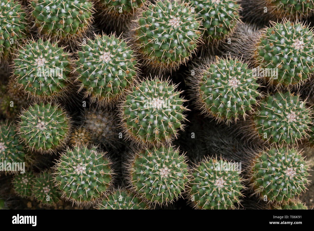 Close-up of several spiky Mammillaria compressa cacti viewed from above. Stock Photo