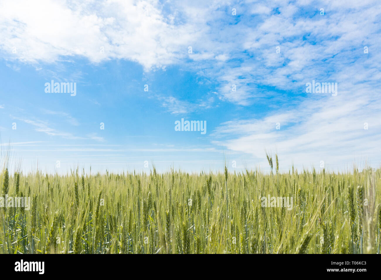 Wheat field and blue sky with clouds Stock Photo - Alamy