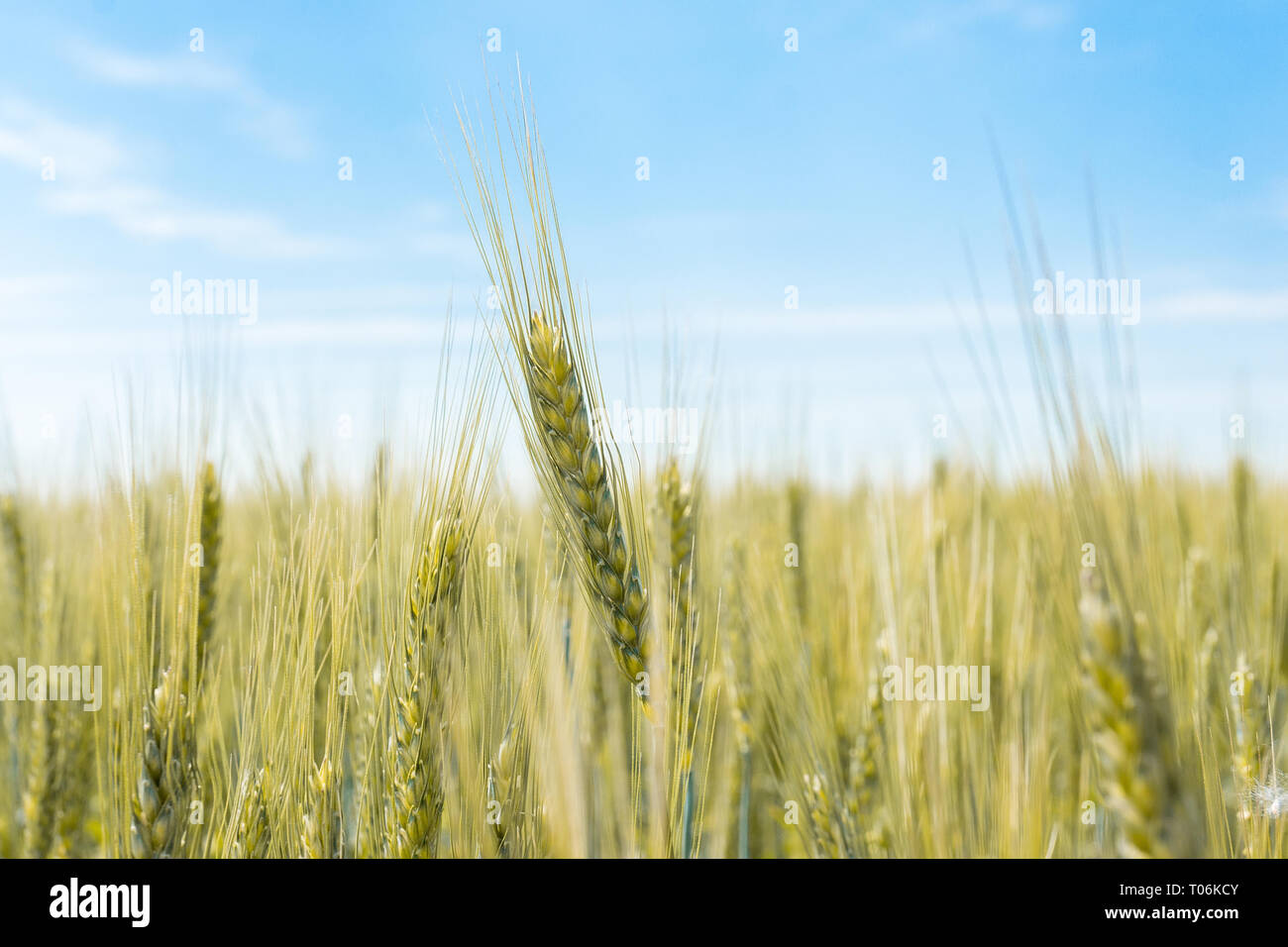 Wheat field and blue sky with clouds Stock Photo - Alamy
