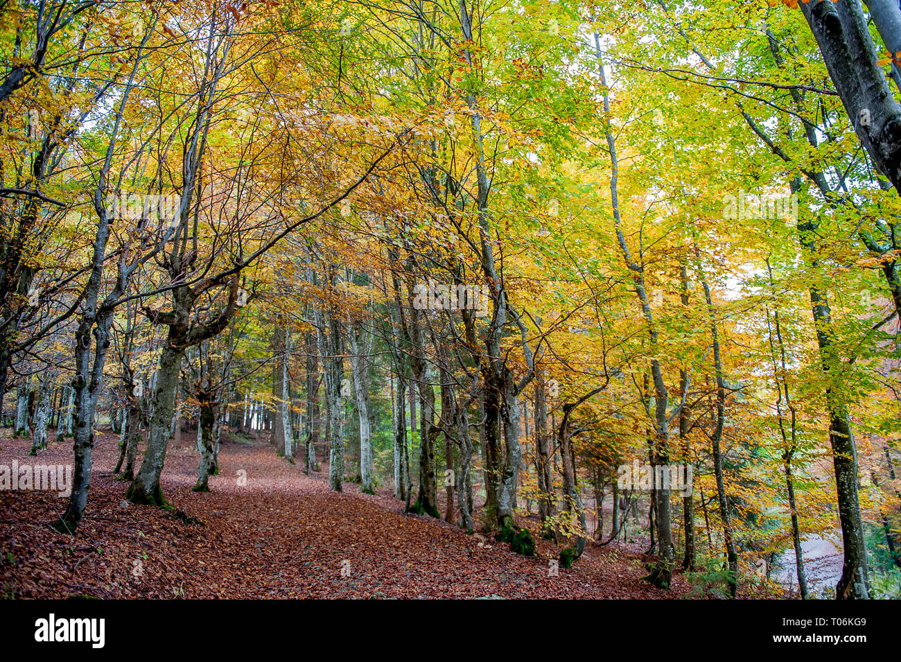 colors of the forest in autumn Stock Photo - Alamy