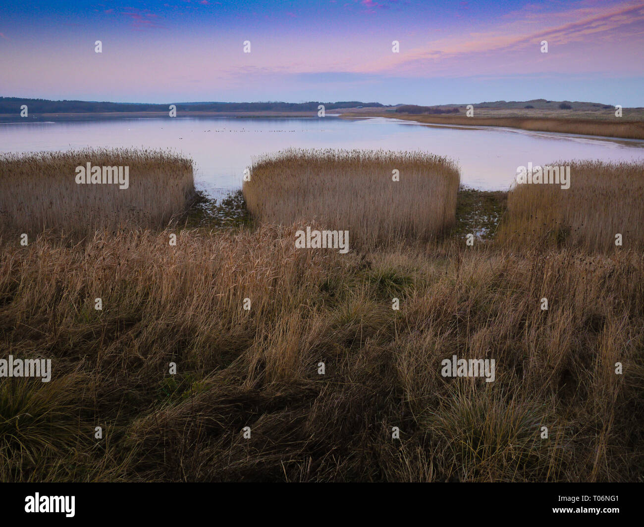 Reedbed, Druridge bay, Northumberland, UK Stock Photo Alamy