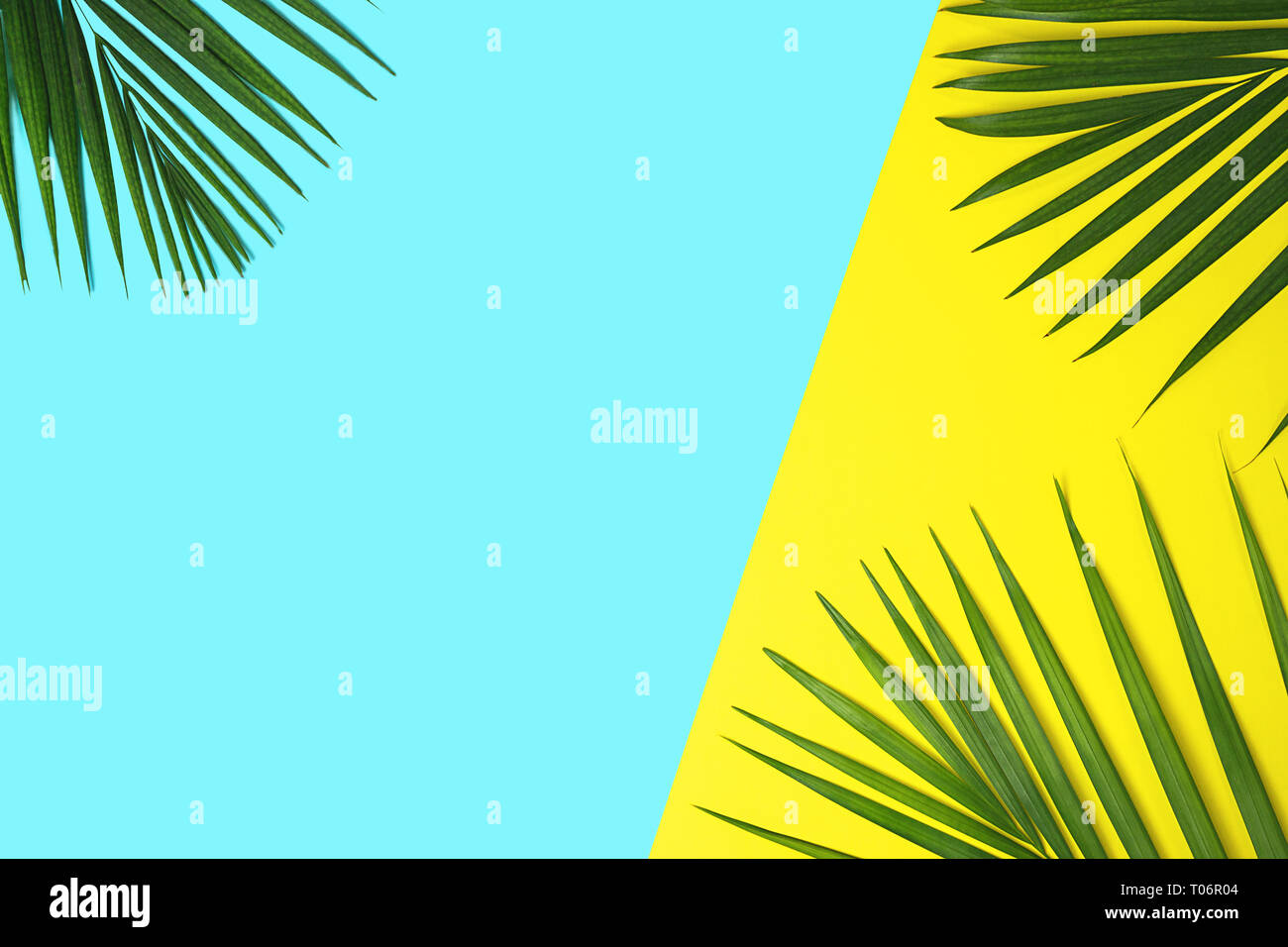 Tropical green palm leaves on colorful background. Yellow and blue colors. Stock Photo