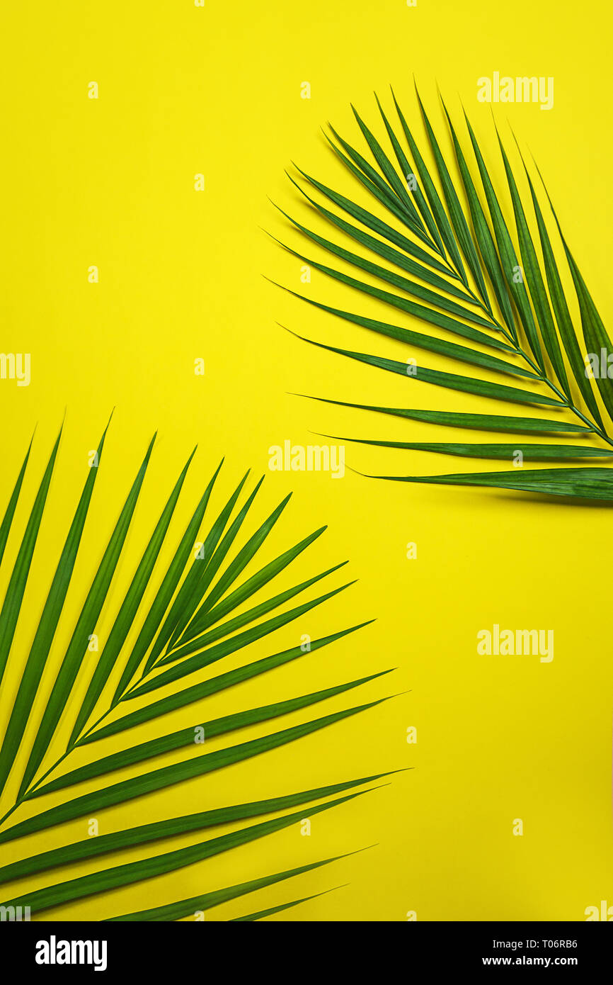 Tropical green palm leaves on yellow background Stock Photo - Alamy