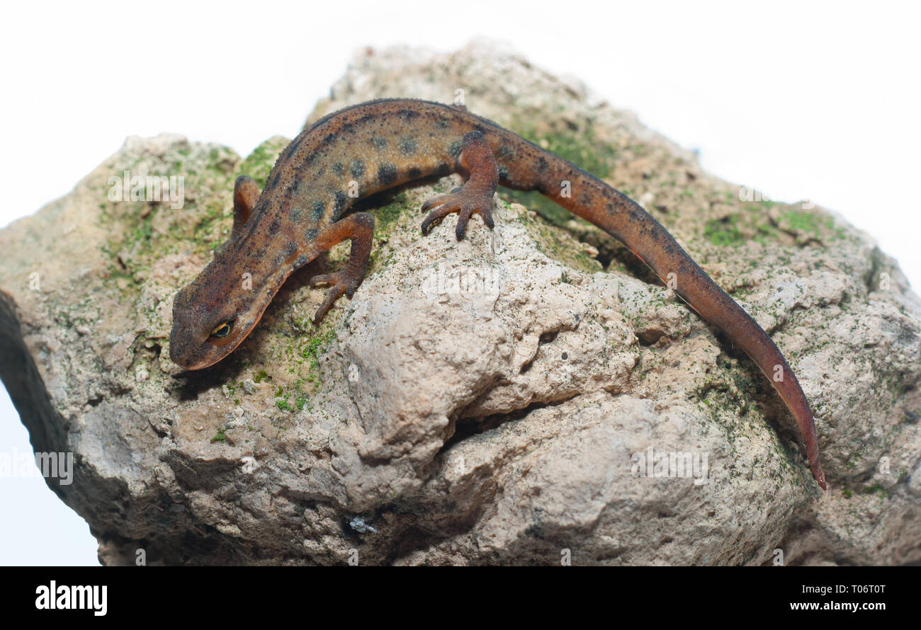 The edge triton (Triturus cristatu) sits on a stone. Europe. Ukraine. Kharkiv region. Stock Photo