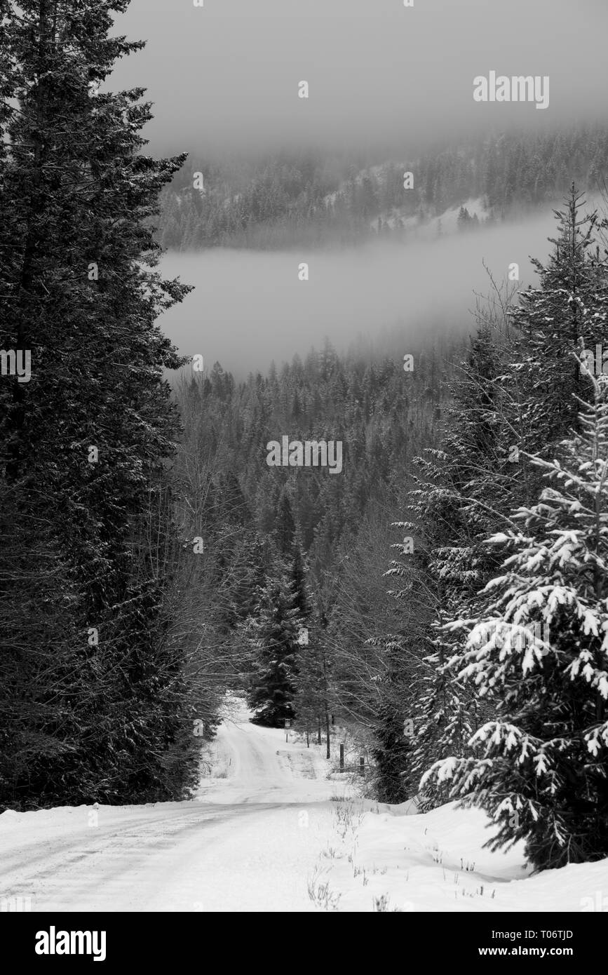 Beautiful forest landscape Black and White Stock Photos & Images - Alamy