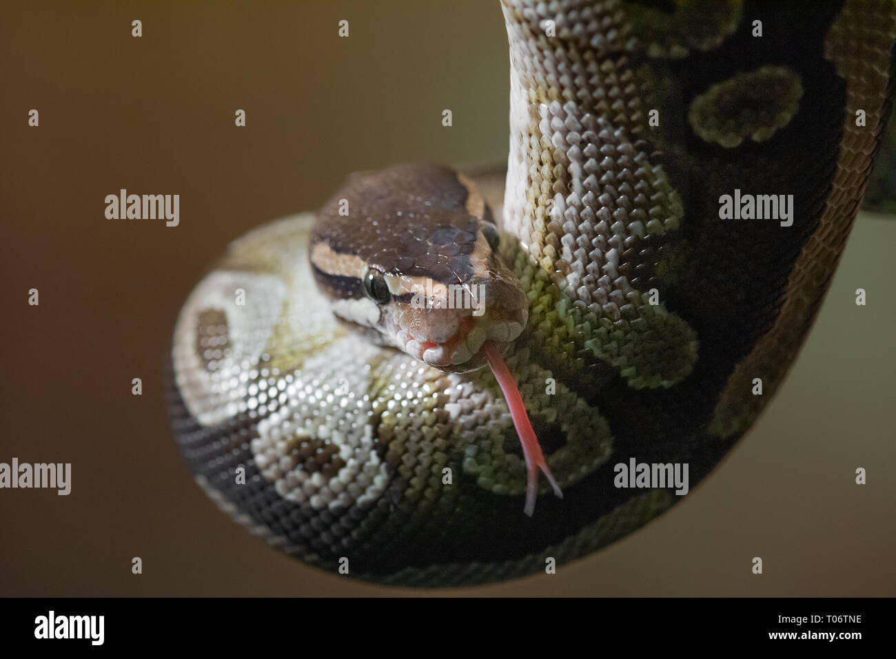 A close up portrait of a young python with head down and forked tongue out Stock Photo