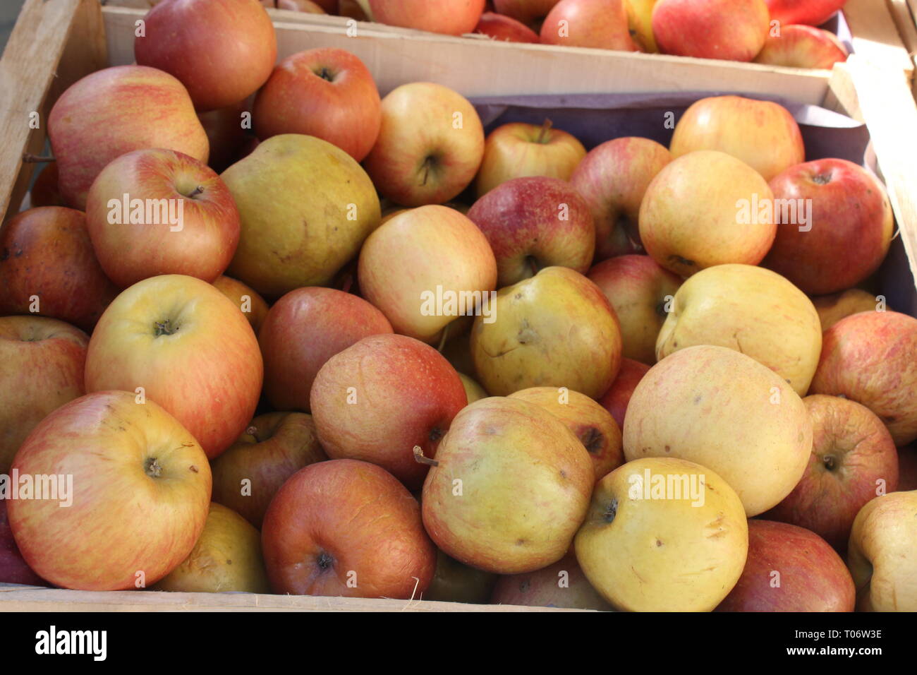 Close-up of Fuji apples. Authentic product in unsorted sizes with natural faults, fresh picked from tree. Stock Photo