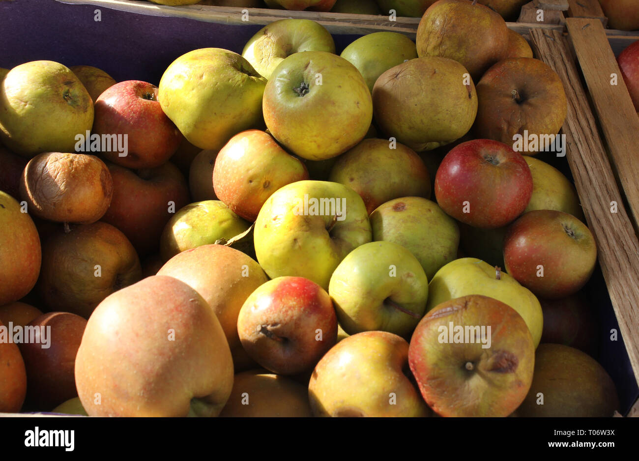 Close-up of Boskop apples. Authentic product in unsorted sizes with natural faults, fresh picked from tree. Stock Photo