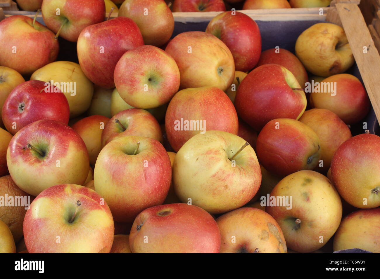 Close-up of Braeburn apples. Authentic product in unsorted sizes with natural faults, fresh picked from tree. Stock Photo