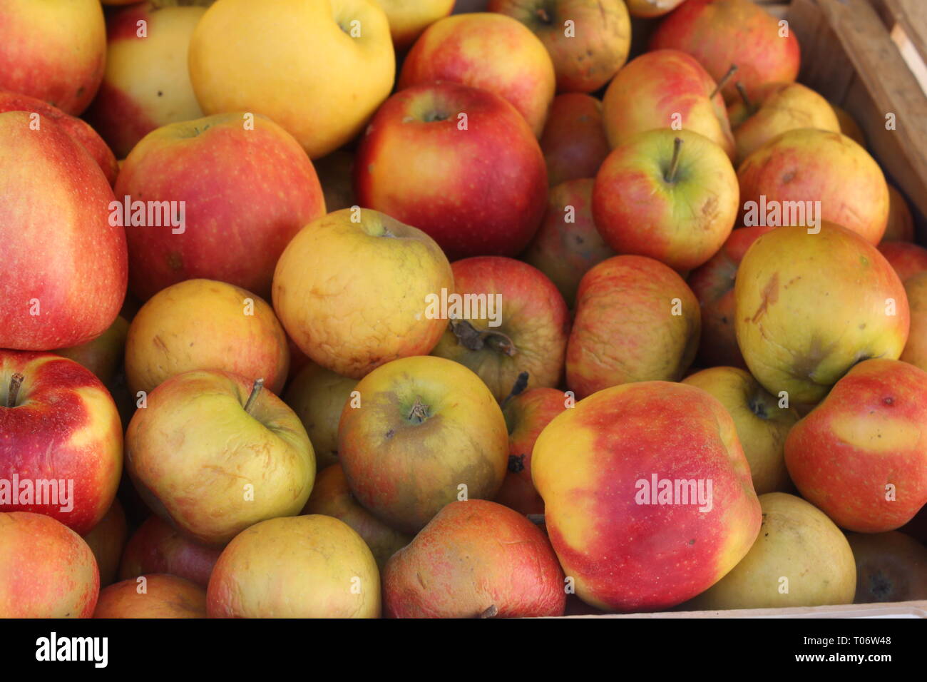 Close-up of Elstar apples with faults. Authentic product in unsorted sizes and fresh picked from trees. Stock Photo