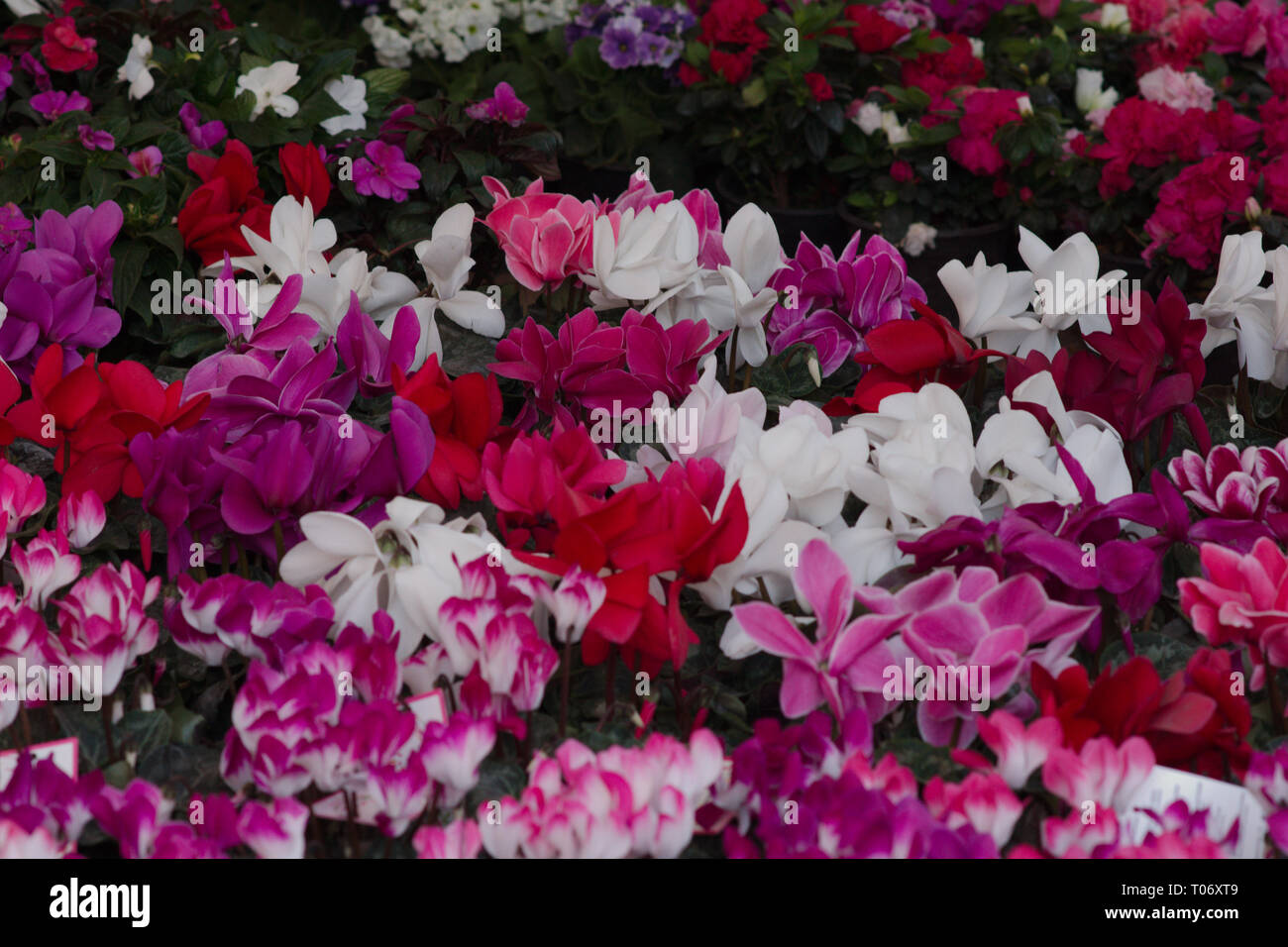 Field of red, pink, white, fuchsia cyclamen blooms from San Miguel de Allende Juarez Park Candelaria 2019 Stock Photo