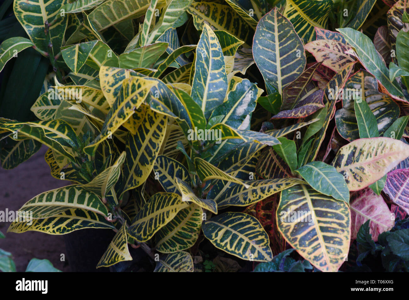 Green and yellow veined foliage Croton plant from San Miguel de Allende Juarez Park Candelaria 2019 Stock Photo