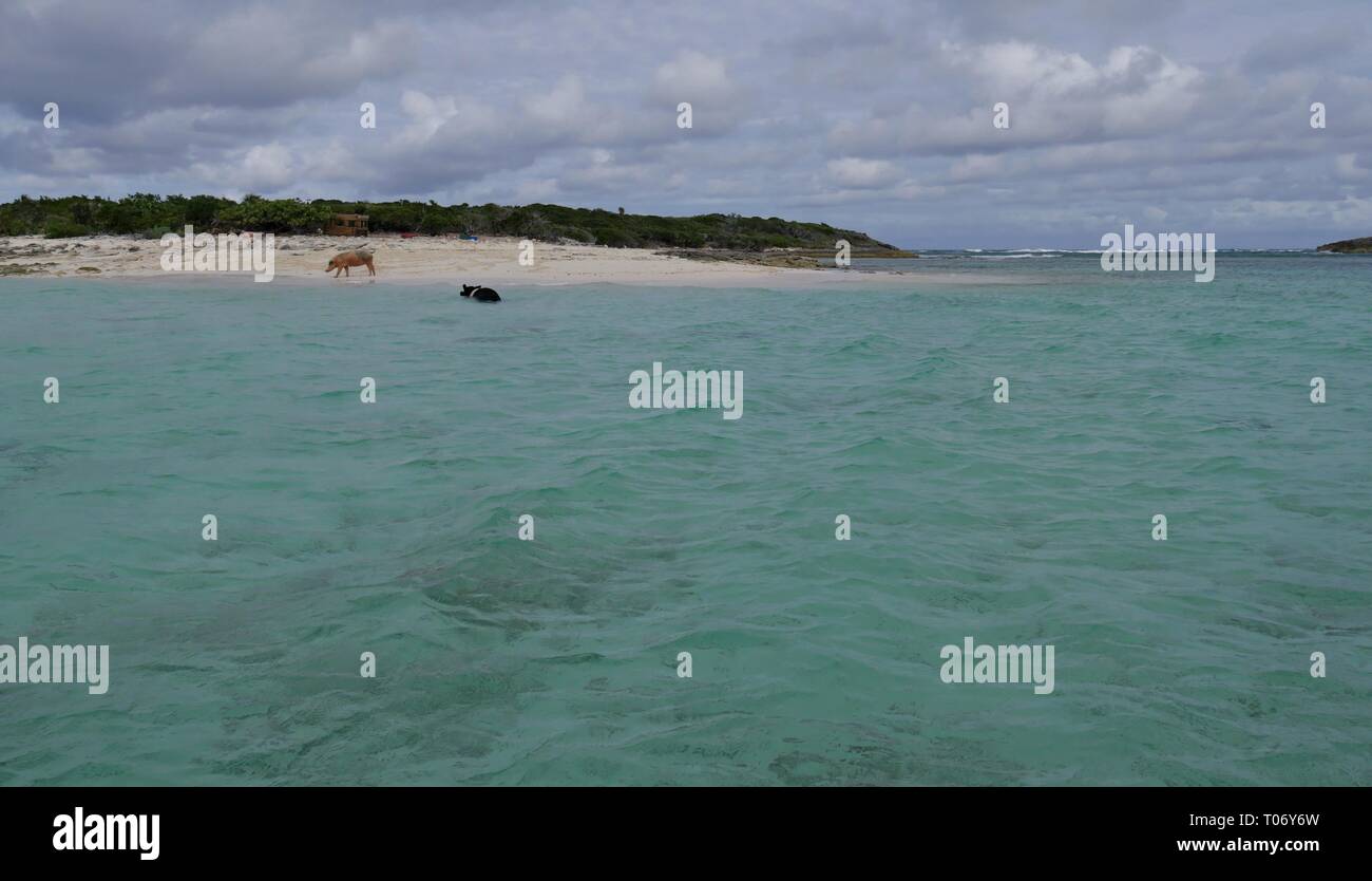 Wide distant shot of the Pig Island with two swimming pigs in the beach in Rolleville, Georgetown, Bahamas. Stock Photo
