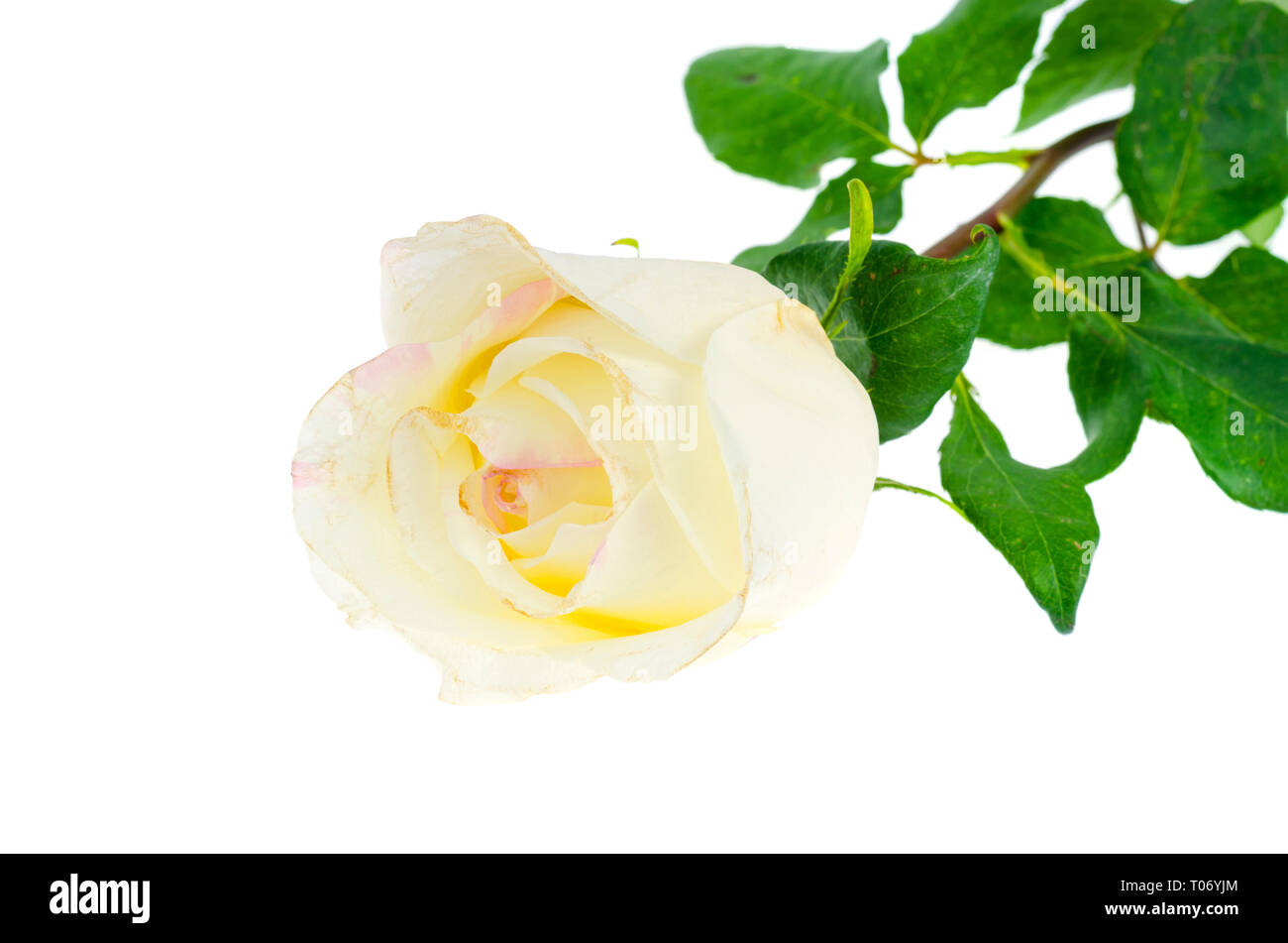 Rose flower isolated on white. Studio Photo Stock Photo