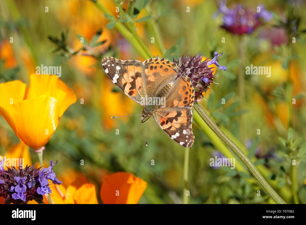 A painted lady butterfly is shown on a flower during migration through