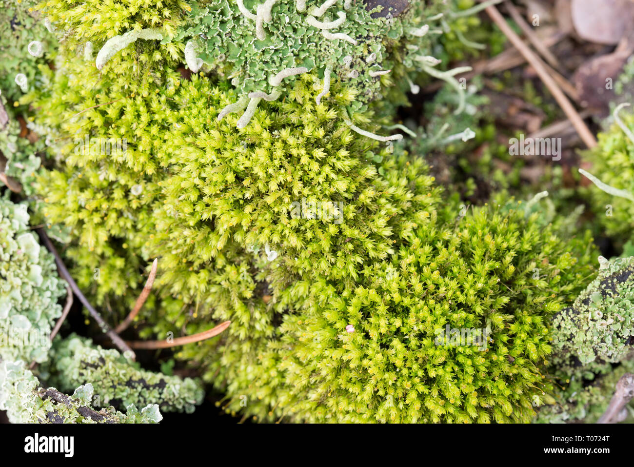 green moss on wooden background texture macro Stock Photo