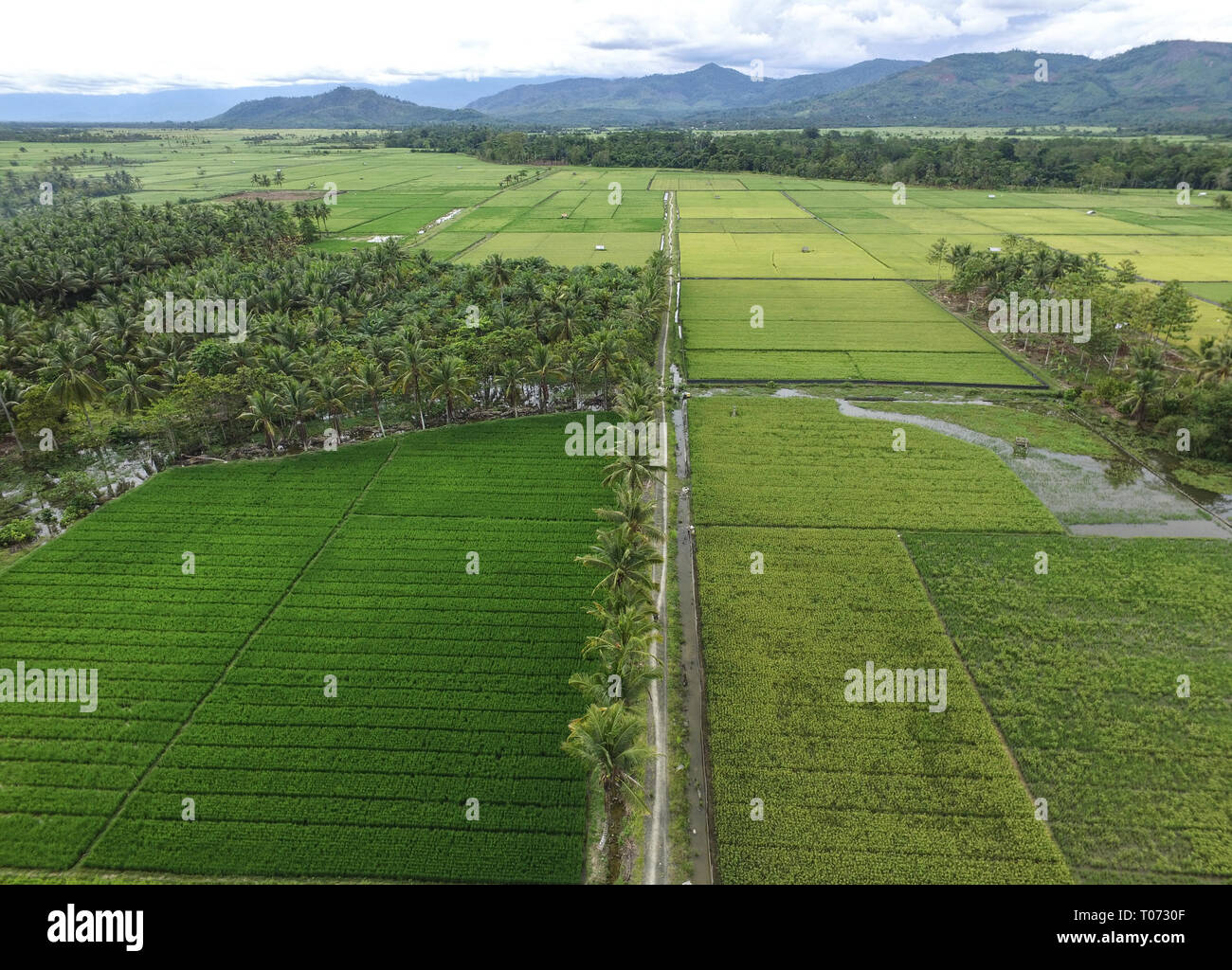 Road access to Coconut plantation, Ricefield and Palm oil plantation from above. Stock Photo