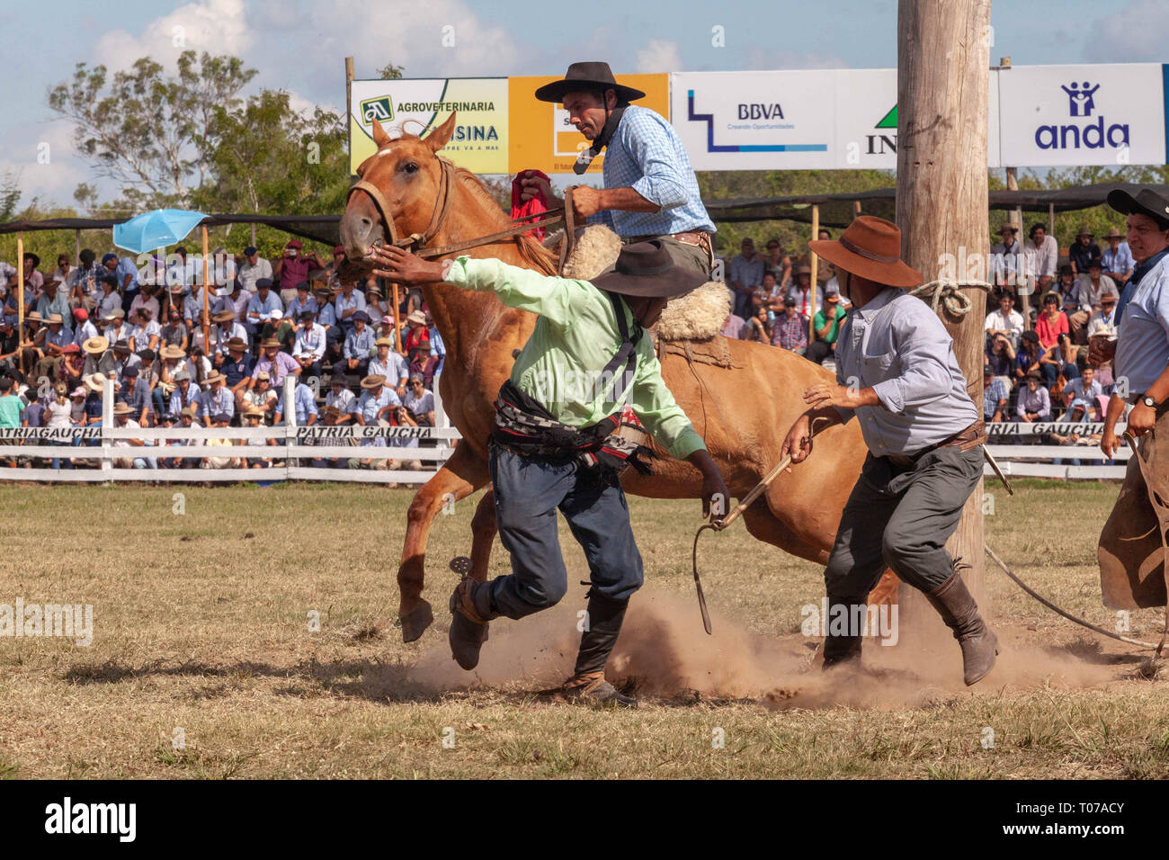 Tacuarembo, Uruguay. 16th Mar, 2019. A Gaucho (Cowboy) seen riding a ...