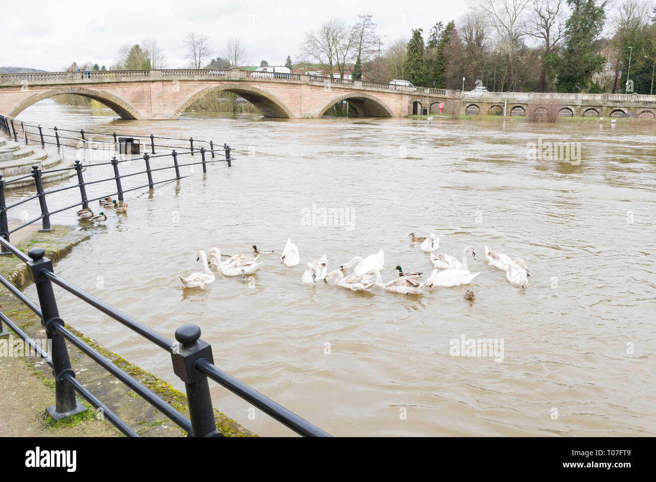 Bewdley, Shropshire, UK. 18th Mar, 2019. The River Severn at Bewdley is rising due to recent heavy rain in Wales. Credit: Peter Lopeman/Alamy Live News Stock Photo