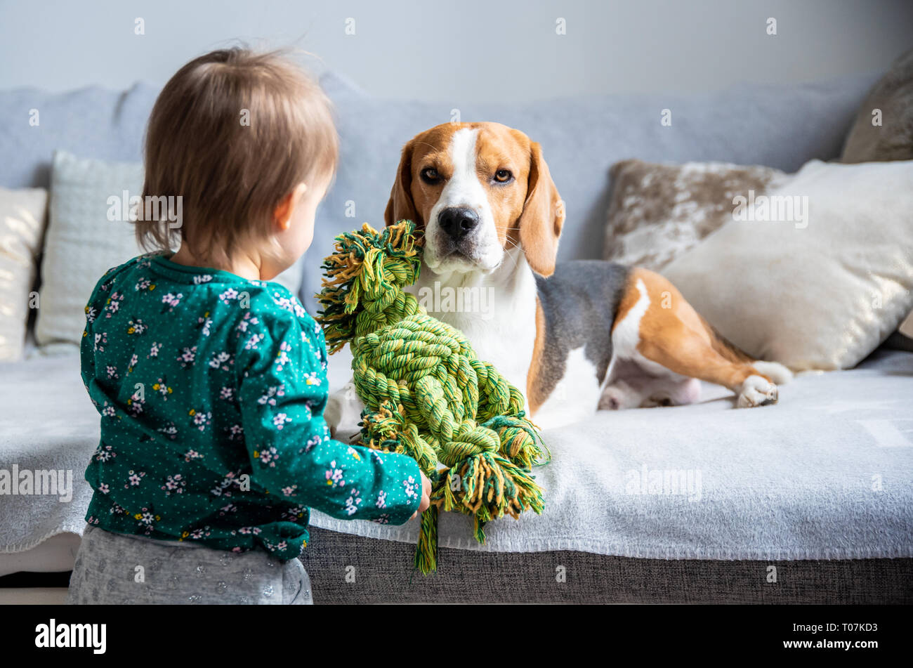 Dog with a cute caucasian baby girl. Beagle lie on sofa, baby comes with toy to play with him. Copy space. Stock Photo