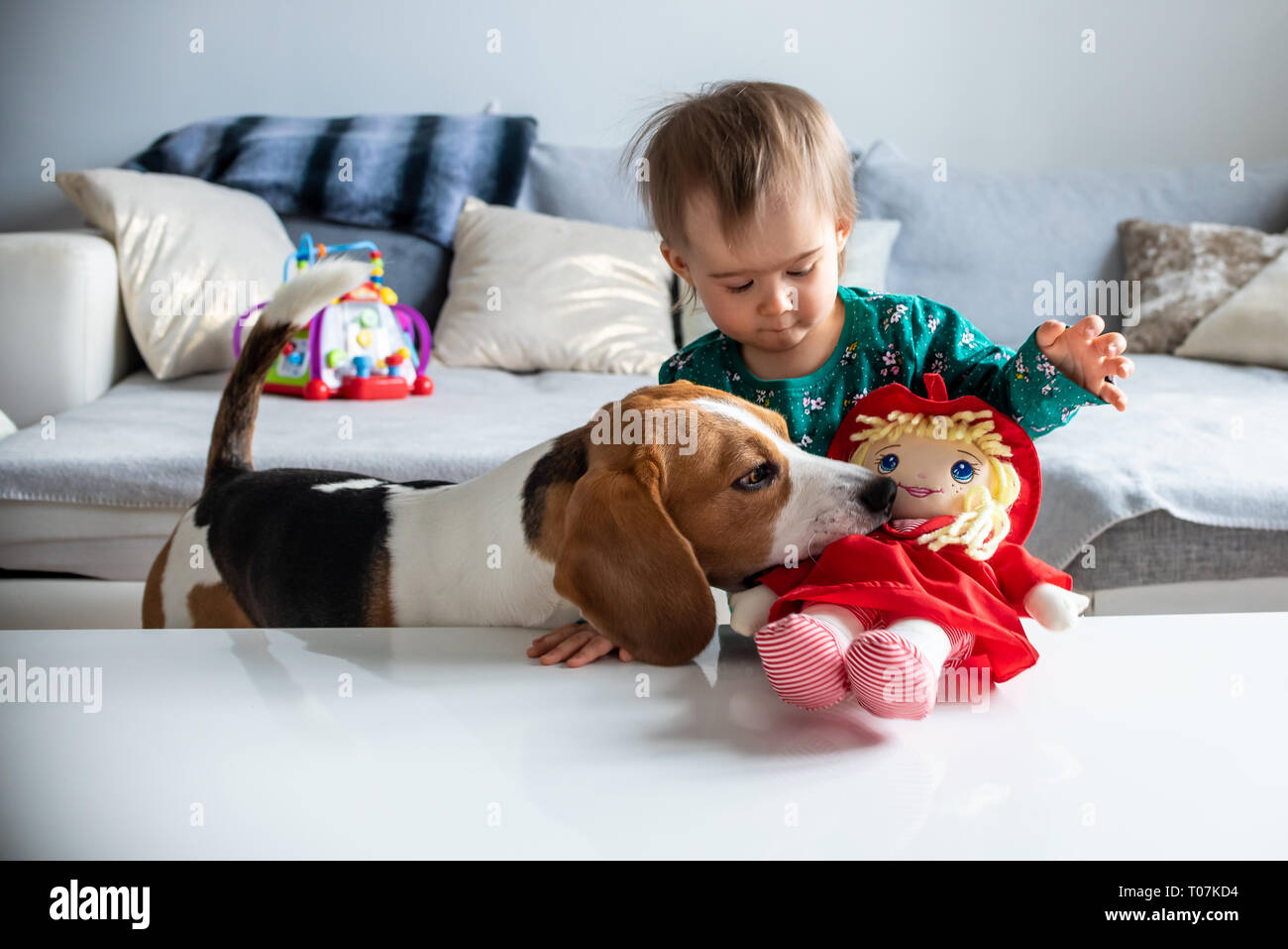 Dog with a cute caucasian baby girl. Beagle dog take and bite doll from cute baby girl in living room. Copy space. Stock Photo