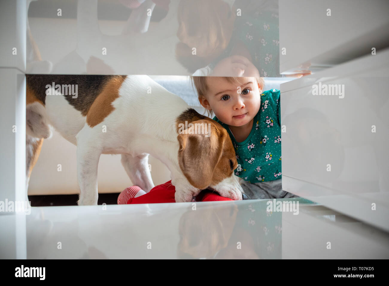 Dog with a cute caucasian baby girl. Beagle dog take and bite doll from cute baby girl in living room. Tight space under coffee table. Copy space. Stock Photo
