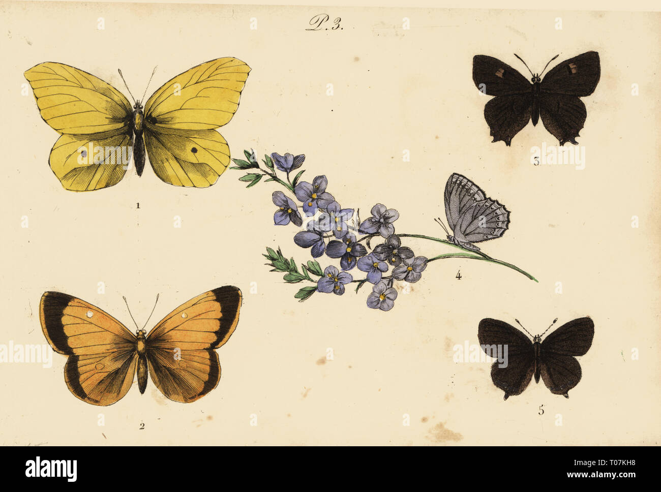 Common brimstone, Gonepteryx rhamni 1, clouded yellow, Colias croceus 2 brown hairstreak, Thecla betulae 3, Meleager's blue, Polyommatus daphnis 4, and black hairstreak, Satyrium pruni 5. Handcoloured lithograph from Musee du Naturaliste dedie a la Jeunesse, Histoire des Papillons, Hippolyte and Polydor Pauquet, Paris, 1833. Stock Photo