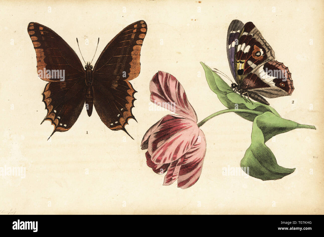 Two-tailed pasha, Charaxes jasius 1 and purple emperor, Apatura iris 2, and tulip. Handcoloured lithograph from Musee du Naturaliste dedie a la Jeunesse, Histoire des Papillons, Hippolyte and Polydor Pauquet, Paris, 1833. Stock Photo