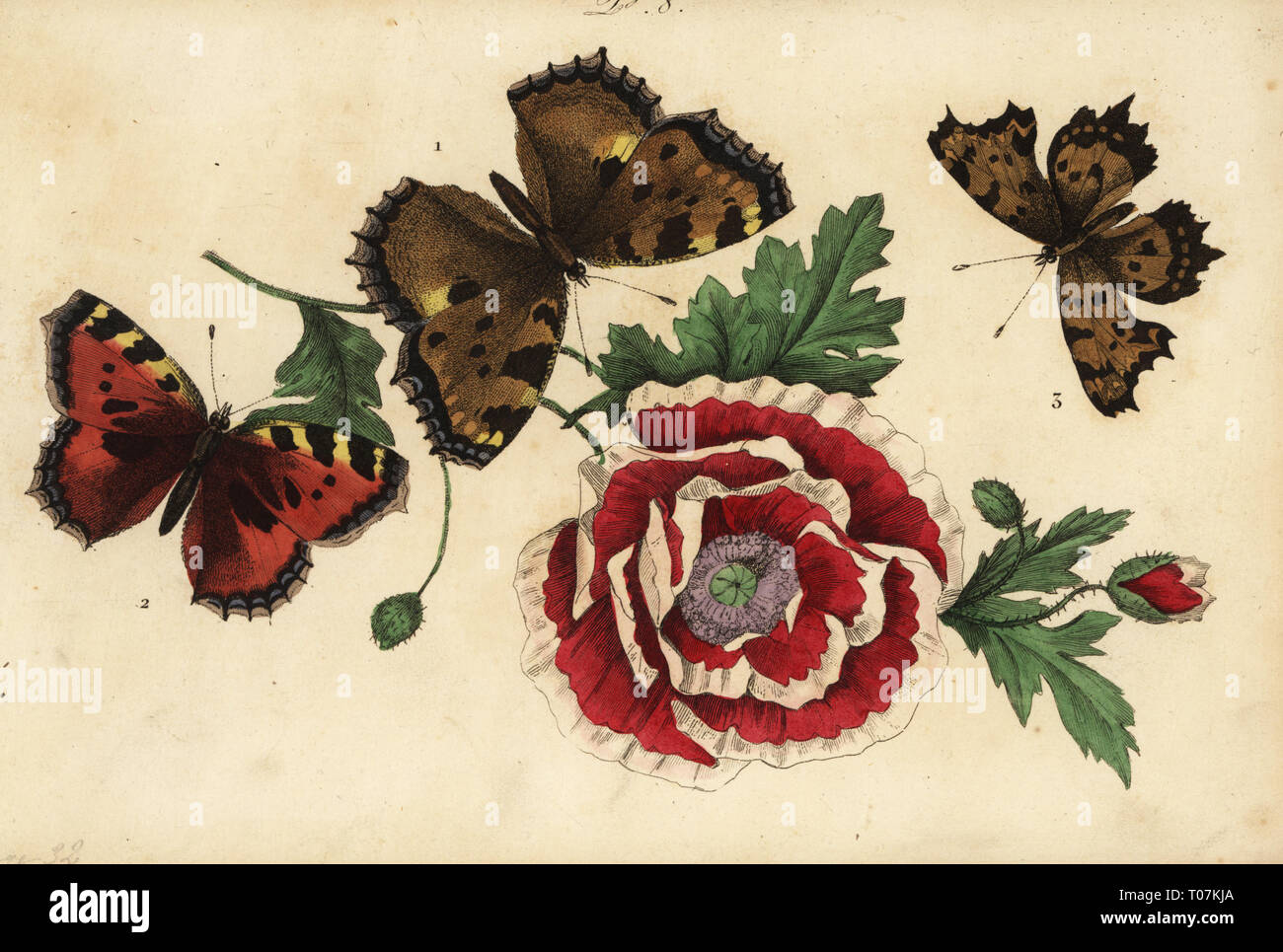 Large tortoiseshell, Nymphalis polychloros 1, small tortoiseshell, Aglais urticae 2, and comma butterfly, Polygonia c-album 3, with poppy. Vanesse grande tortue, Vanesse petite tortue, Vanesse gamma. Handcoloured lithograph from Musee du Naturaliste dedie a la Jeunesse, Histoire des Papillons, Hippolyte and Polydor Pauquet, Paris, 1833. Stock Photo