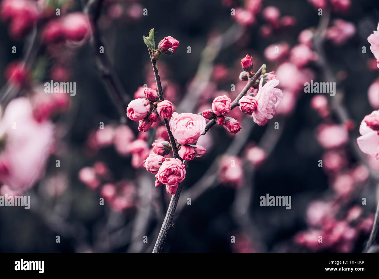 Close up pink plum flower blossom on tree in spring seasonal,natural background.dramtic tone filter Stock Photo