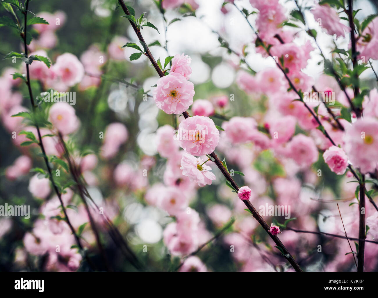 Close up pink plum flower blossom on tree in spring seasonal,natural background.dramtic tone filter Stock Photo