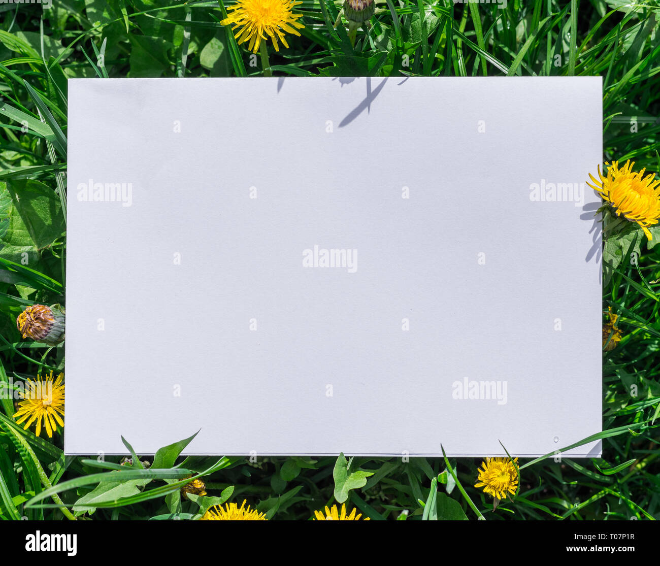 Paper blank on the green grass and dandelions. Green grass as a frame. Stock Photo