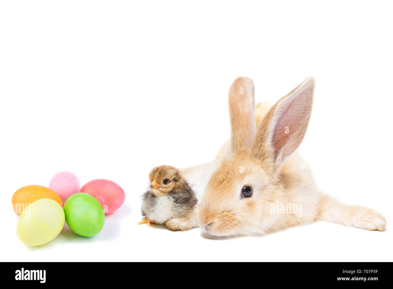 Easter Bunny with chicken and painted eggs on white background Stock Photo