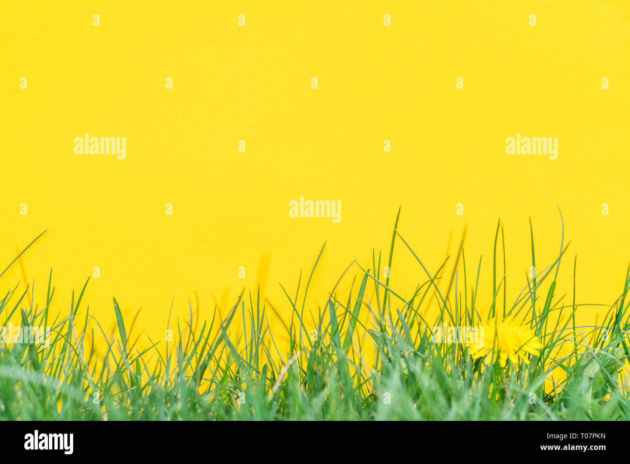 Yellow paper blank on the green grass. Green grass as a frame. Stock Photo
