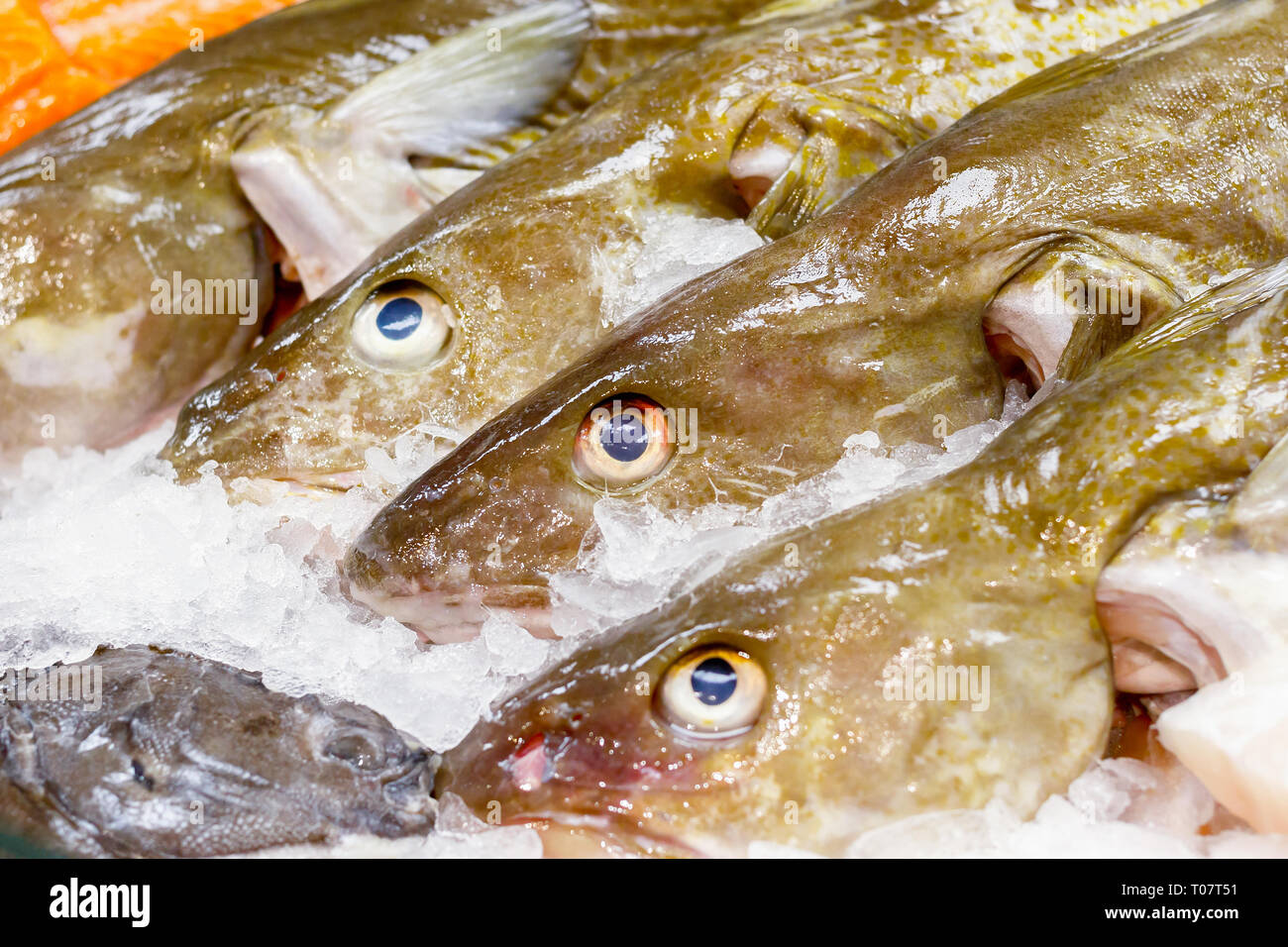 Fresh cod on ice for sale at Billingsgate Fish Market in Poplar in London Stock Photo
