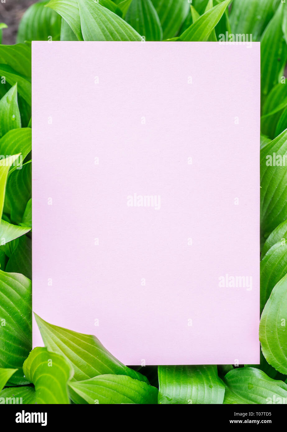 Paper blank on Hosta big green leaves with water drops. Stock Photo