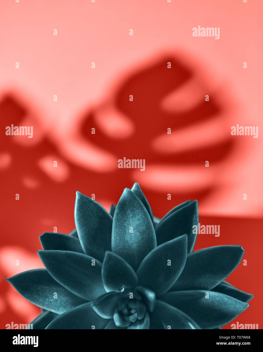 Decorative frame with succulent plant Echeveria and shadows leaf from Monstera on a color Living Coral background. Flat lay. Stock Photo