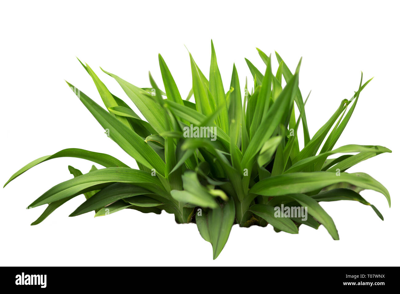 Long grass texture Cut Out Stock Images & Pictures - Alamy