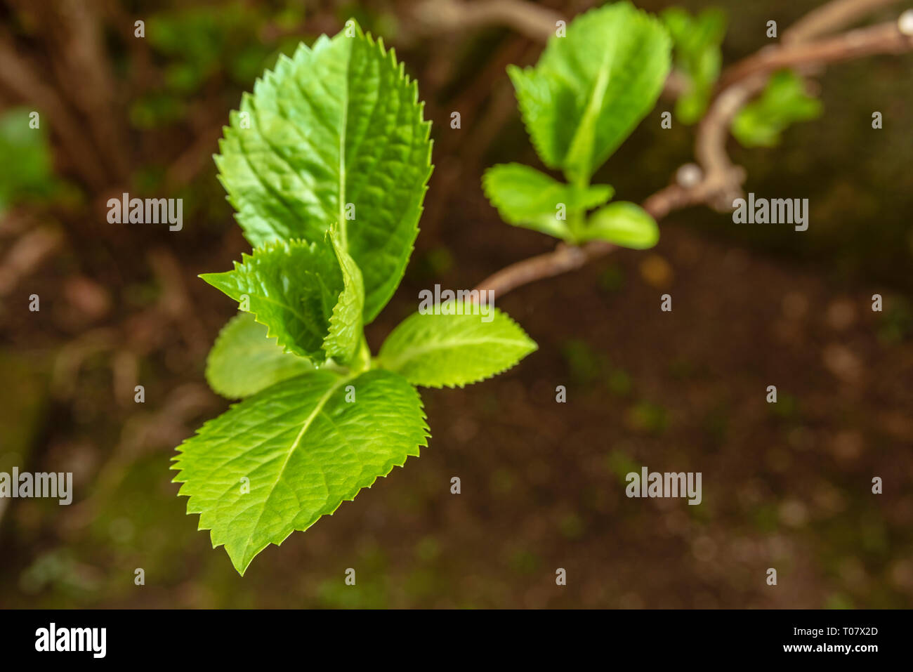 Sprout on brach of hydrangea Stock Photo - Alamy