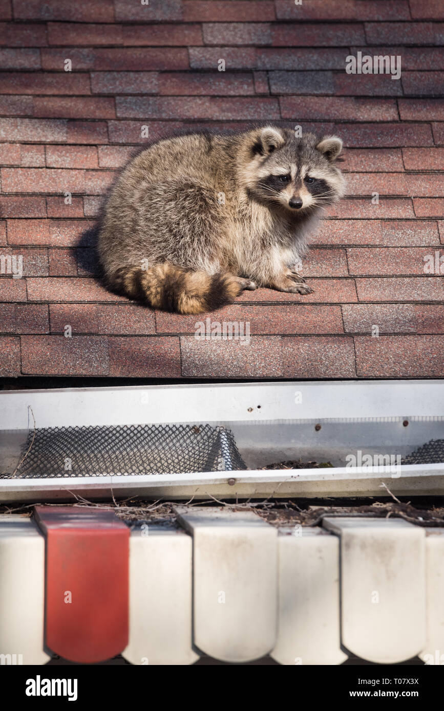 A raccoon walks around on someone's house in the Upper Beaches neighbourhood of Toronto, Canada, a city notorious for its urban raccoon population. Stock Photo