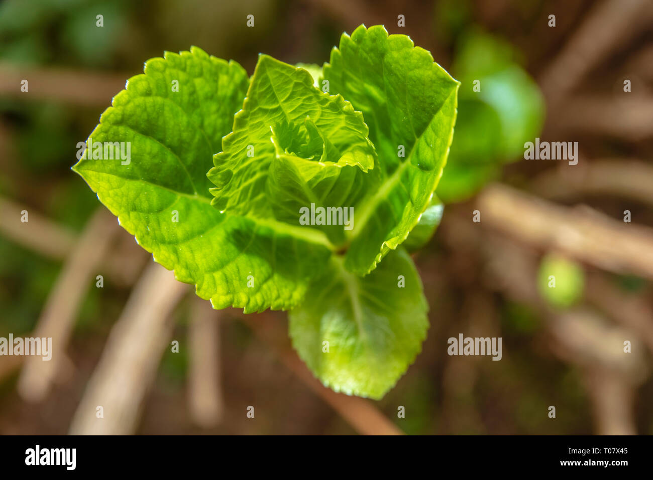Sprout on brach of hydrangea Stock Photo - Alamy