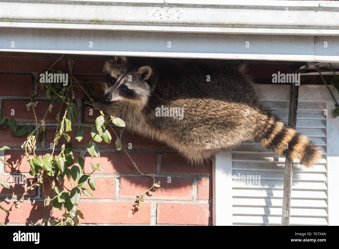 A raccoon scales someone's house in the Upper Beaches neighbourhood of Toronto, Canada, a city notorious for its urban raccoon population. Stock Photo