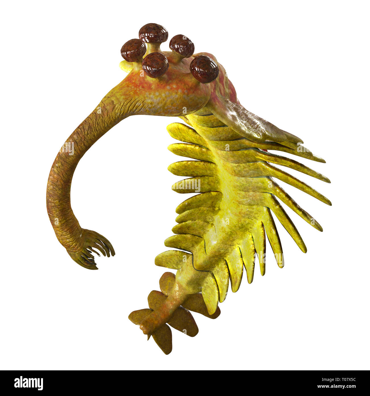 Opabinia regalis, prehistoric aquatic animal from the Cambrian Period isolated on white background (3d science rendering) Stock Photo