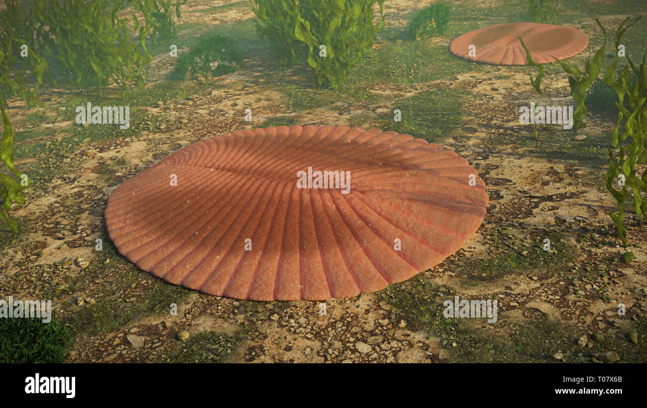 Dickinsonia, extinct creatures of the Ediacaran era, one of the first animals (3d science illustration) Stock Photo