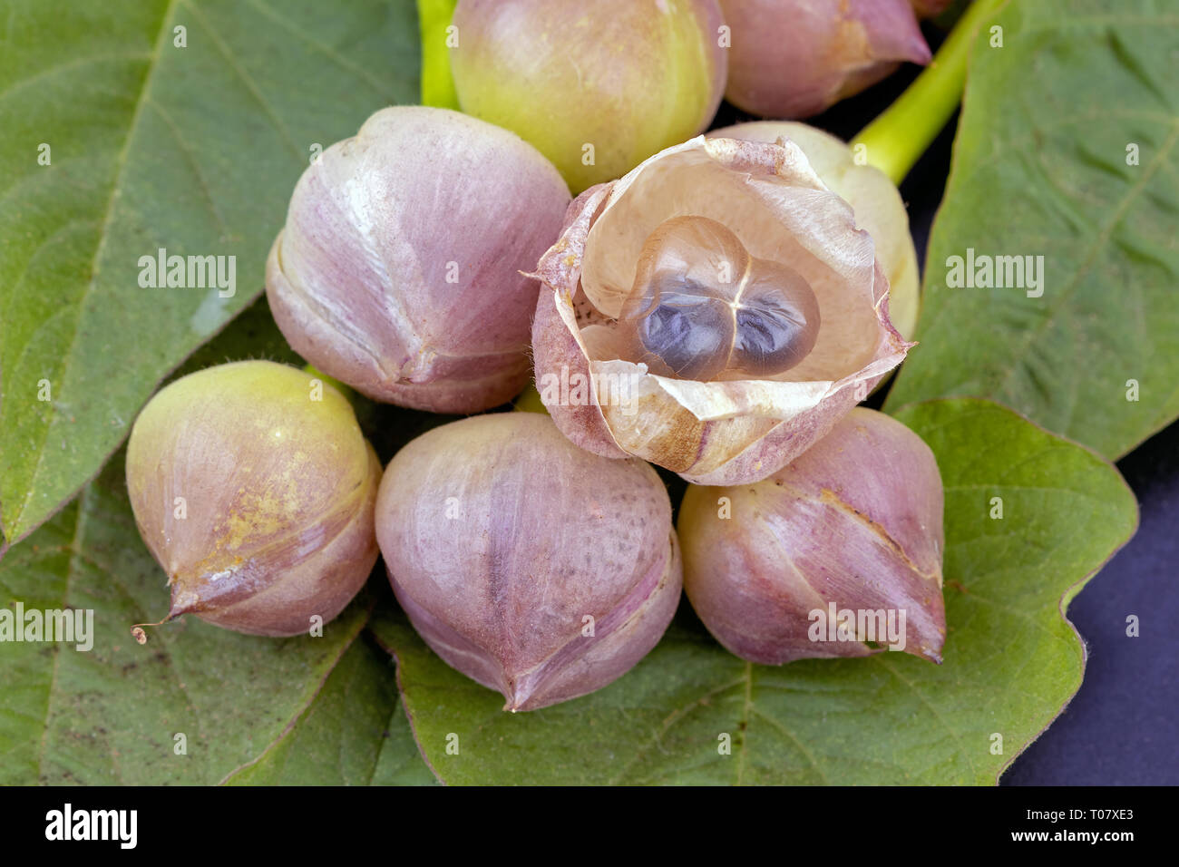 Flower of Thai Convolvulaceae - scientific name is (Merrernia. umbellata Haller f.) Stock Photo