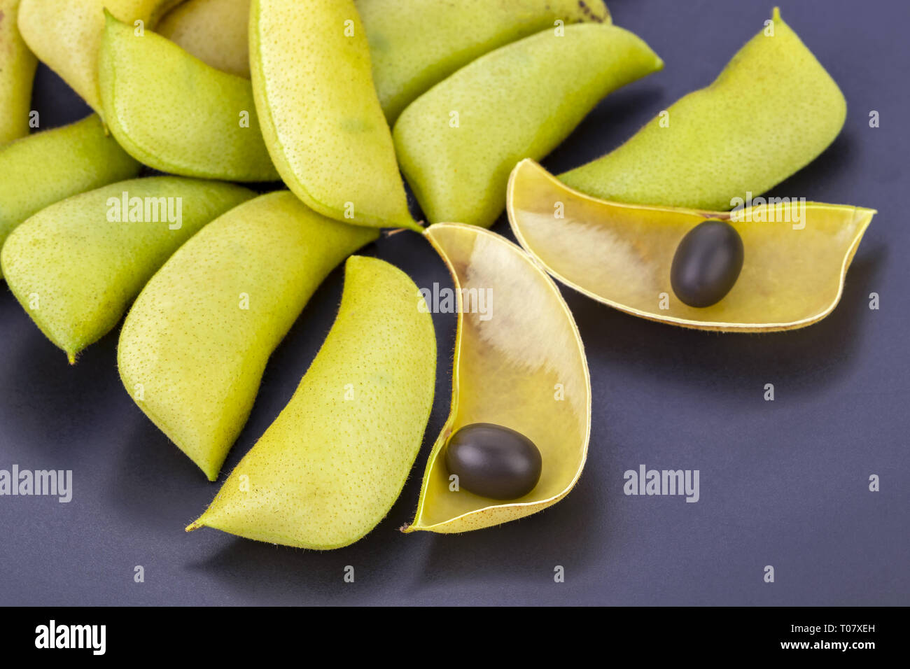 Seed of Cha rueat, Thanao song, Phak puya (scientific name is Caesalpinia mimosoides Lamk.) on black plate Stock Photo