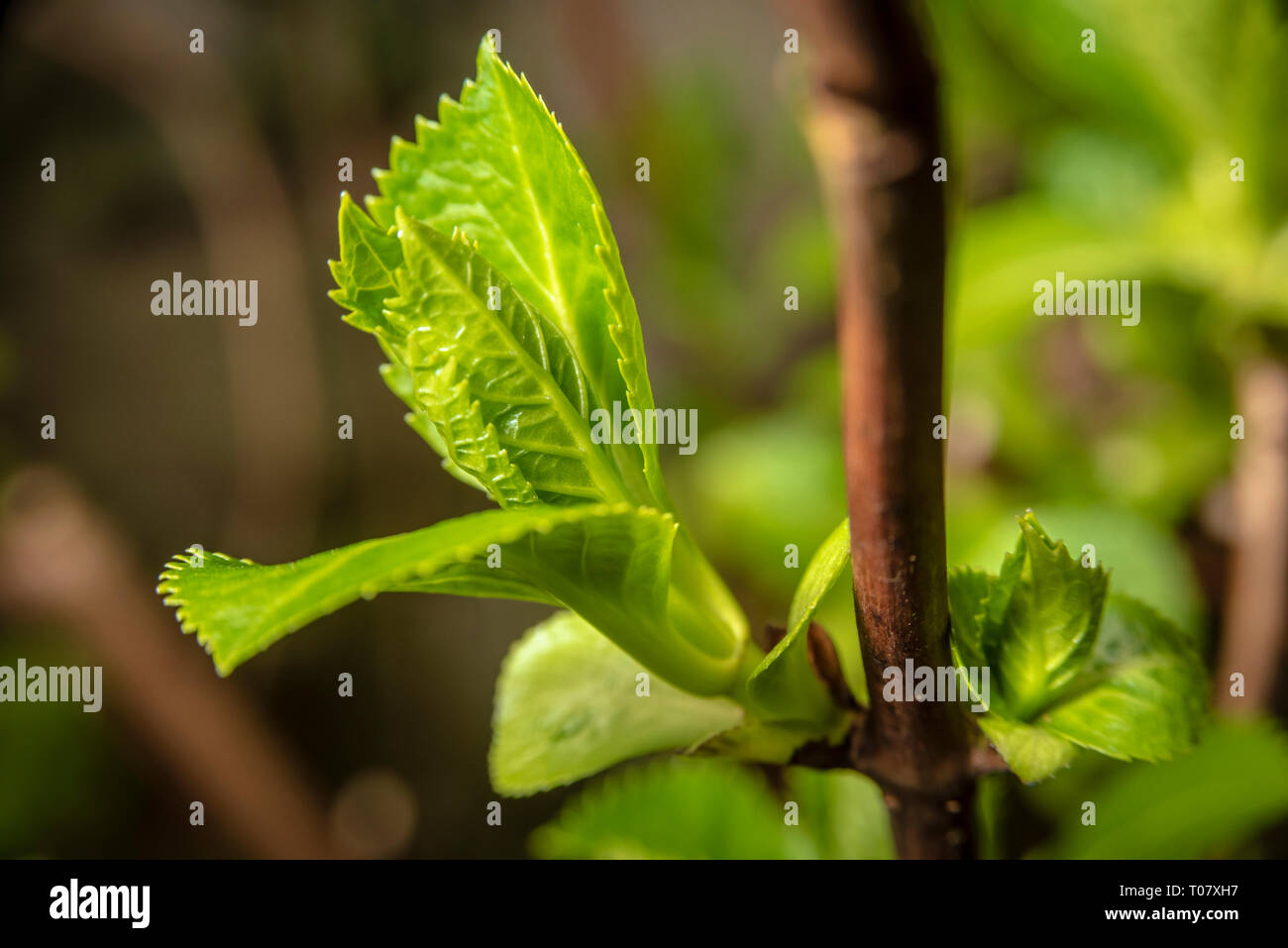 Sprout on brach of hydrangea Stock Photo - Alamy