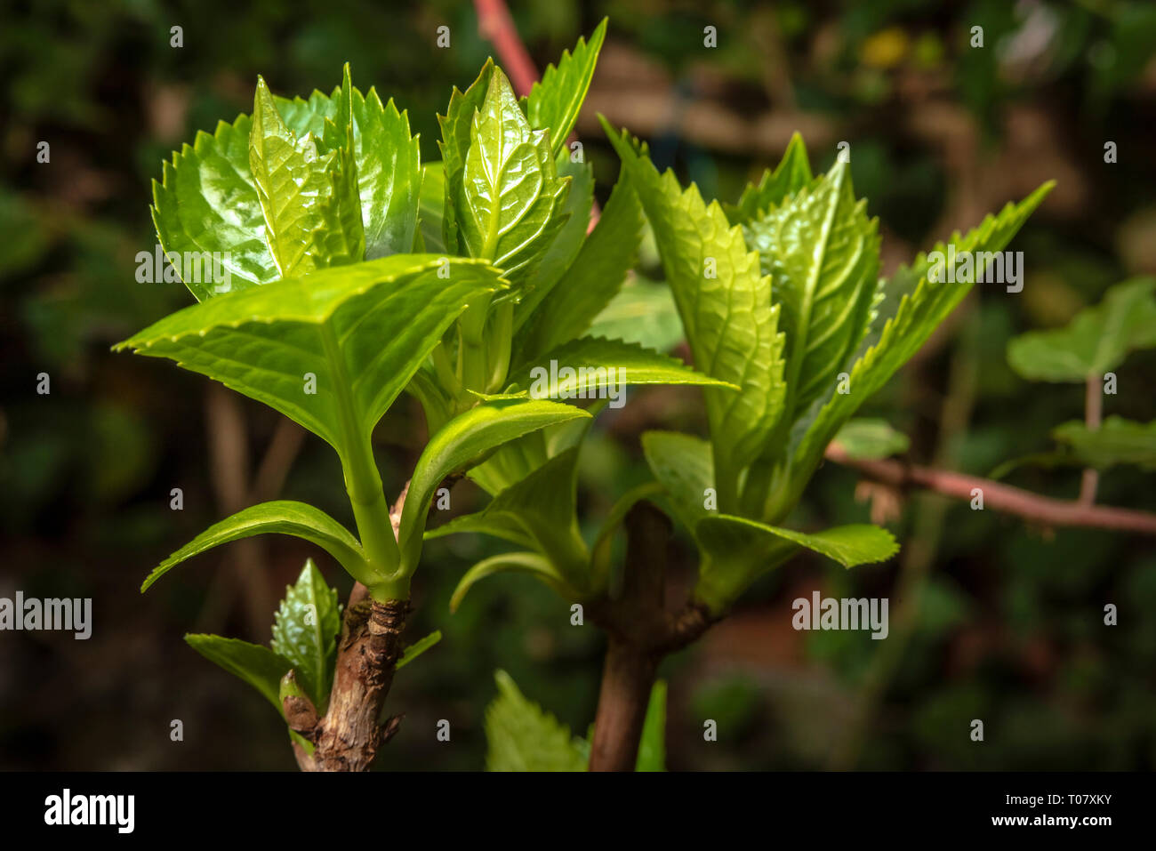 Sprout on brach of hydrangea Stock Photo - Alamy