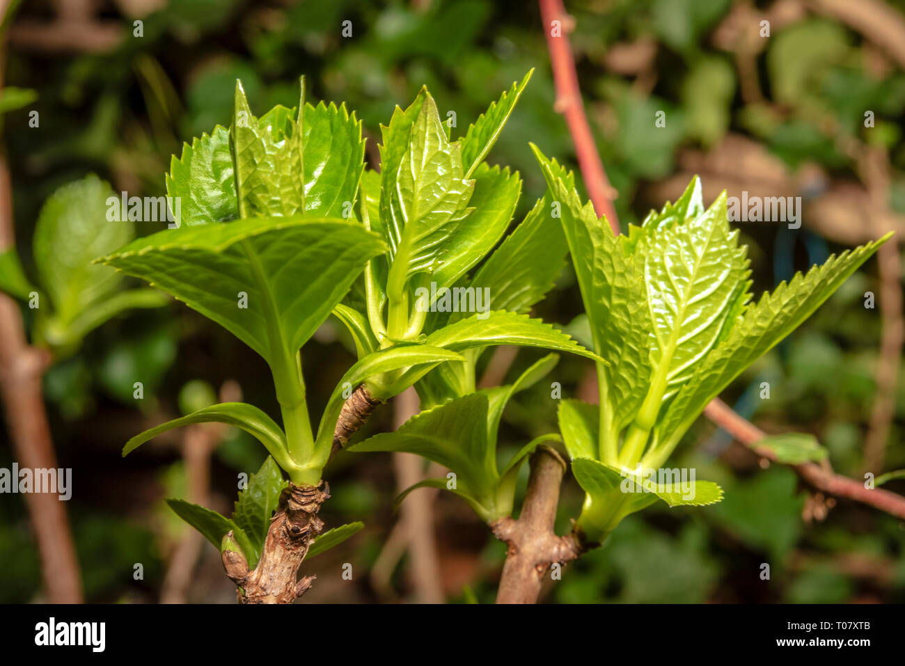 Sprout on brach of hydrangea Stock Photo Alamy
